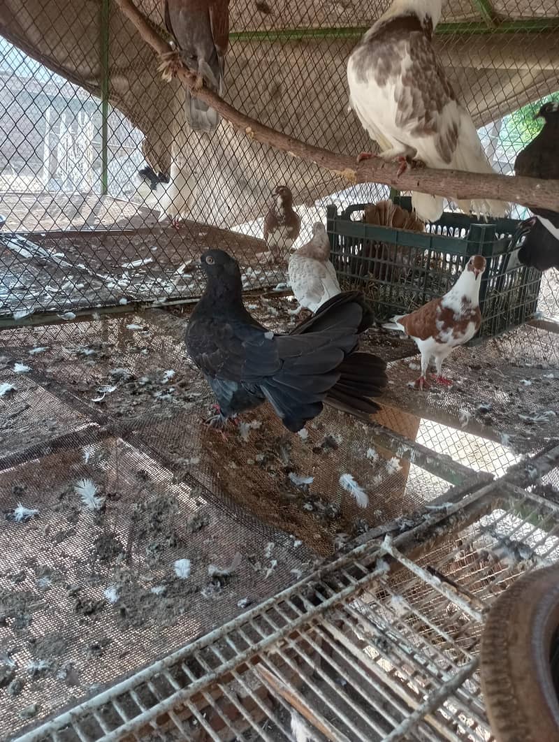 fancy pigeon 7