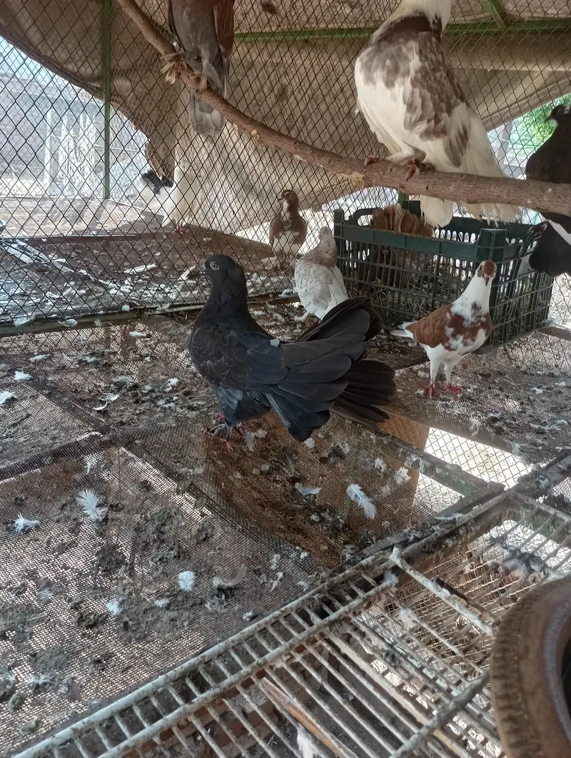 fancy pigeon — photo 8