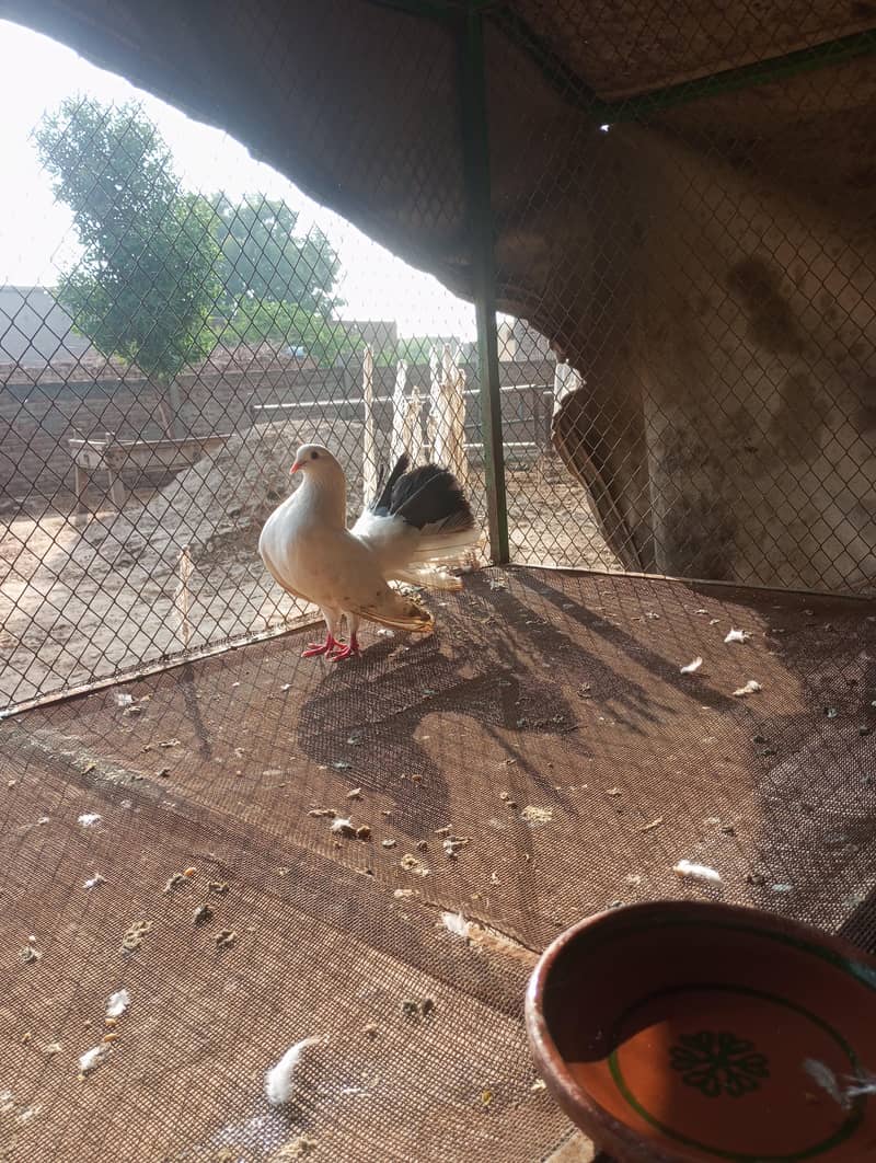 fancy pigeon 8