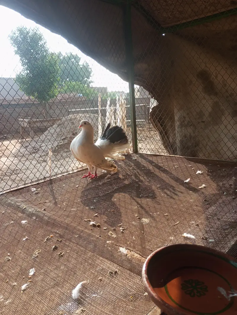 fancy pigeon — photo 9