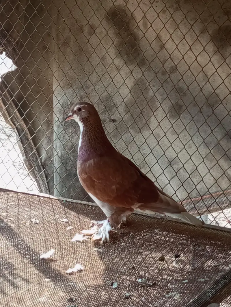 fancy pigeon — photo 10