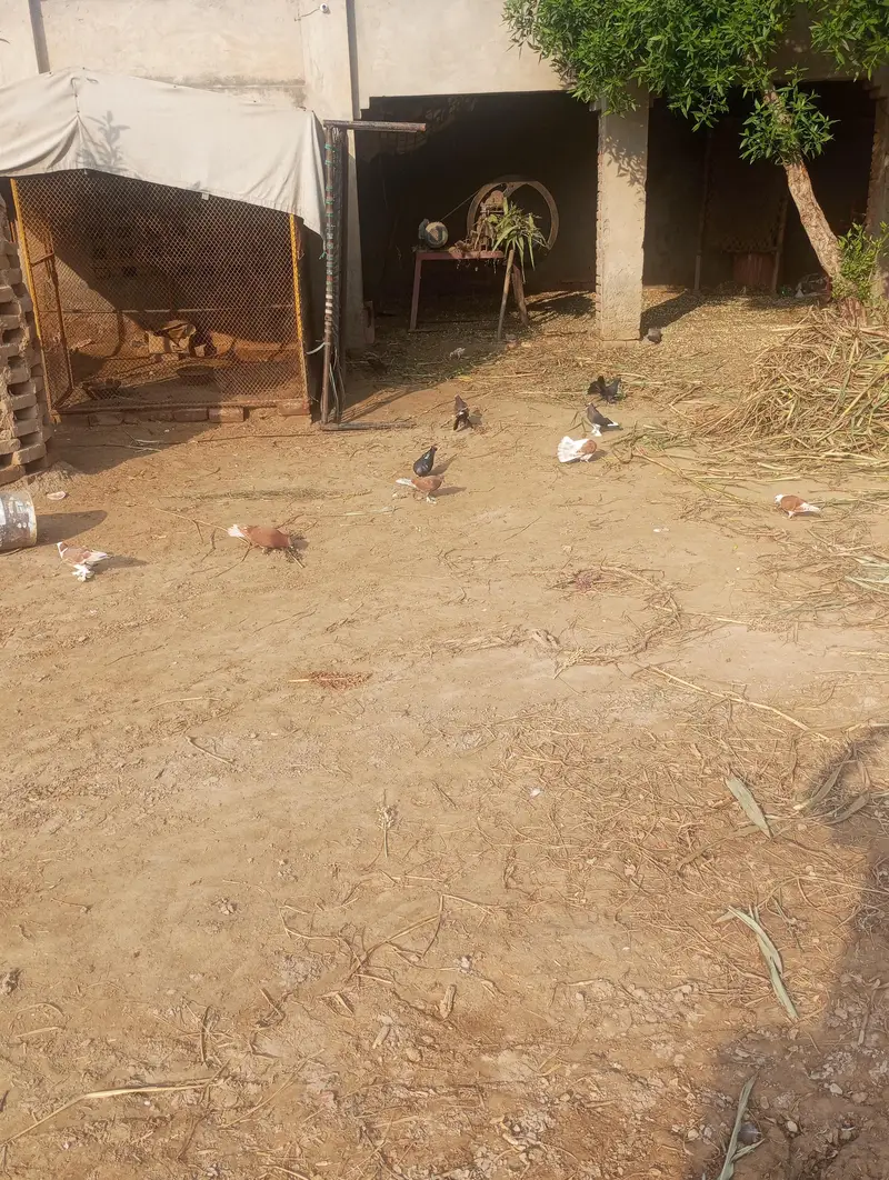 fancy pigeon — photo 11