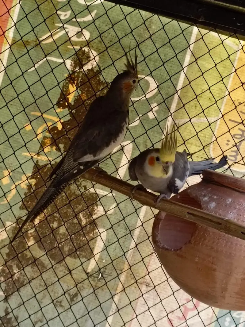 cocktaiel parrots — photo 2