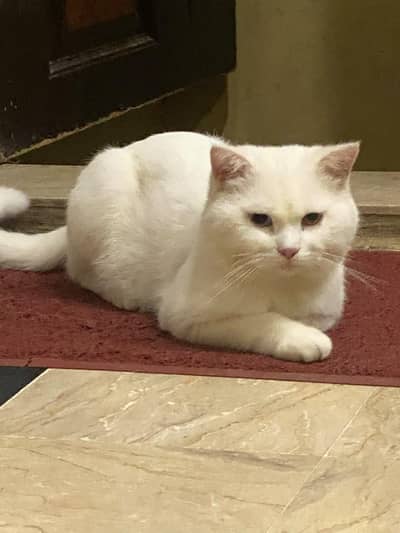 double coated double eye cat