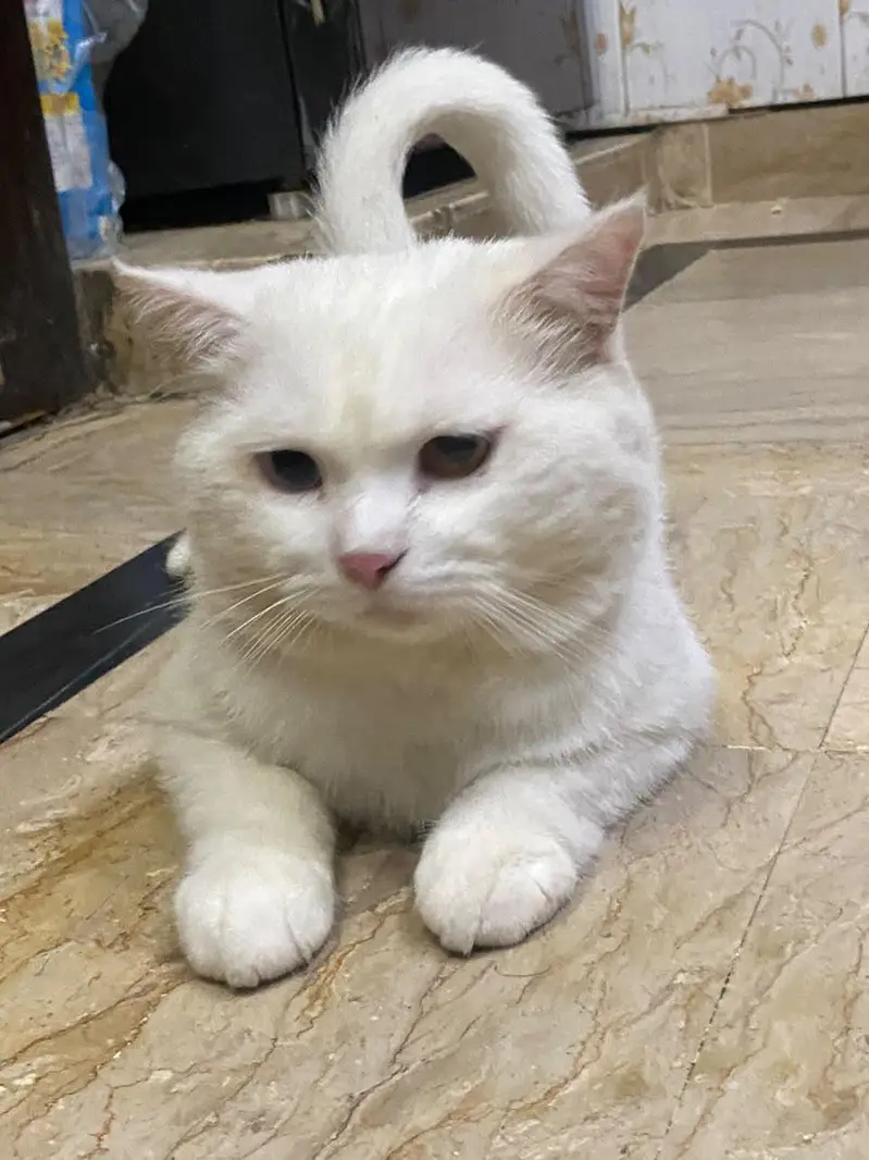 double coated double eye cat — photo 2