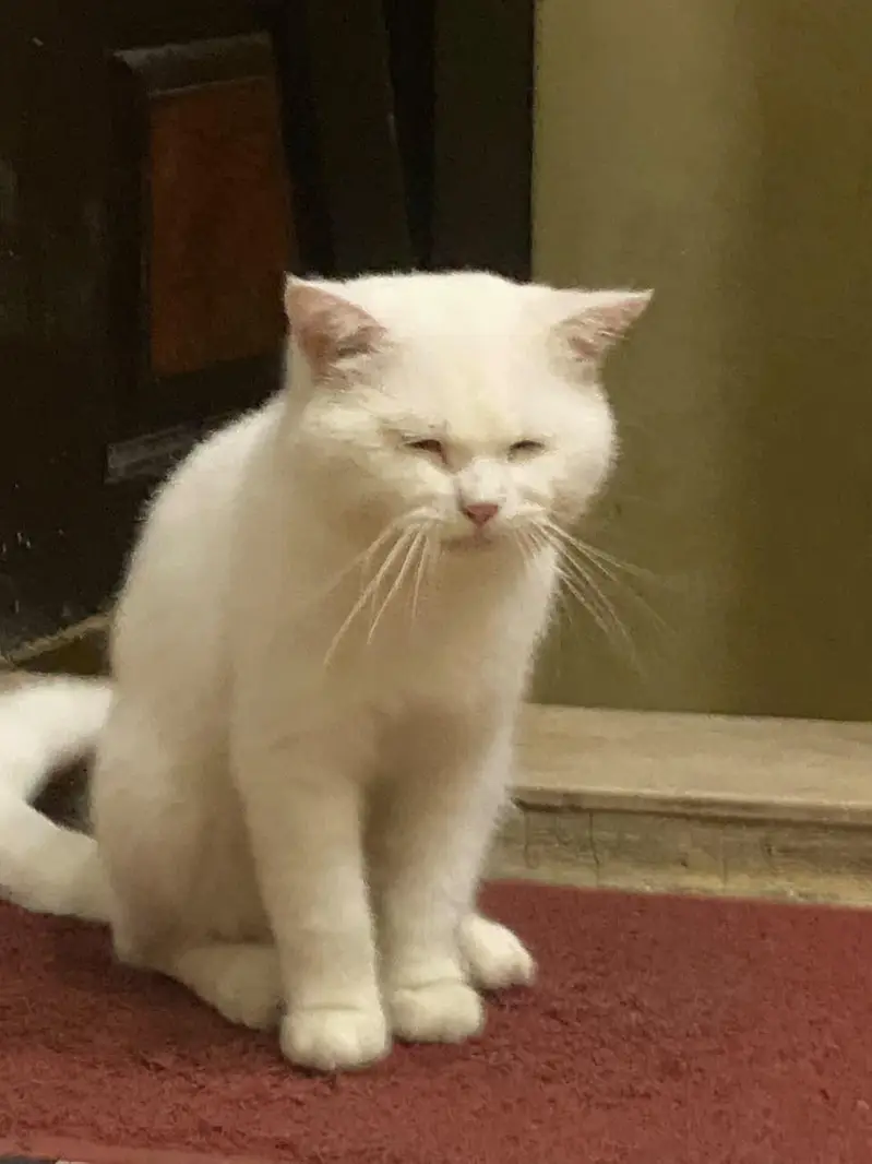 double coated double eye cat — photo 3