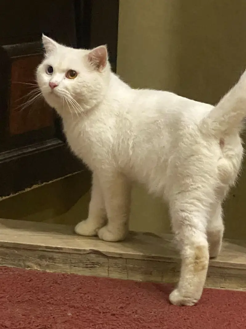 double coated double eye cat — photo 4