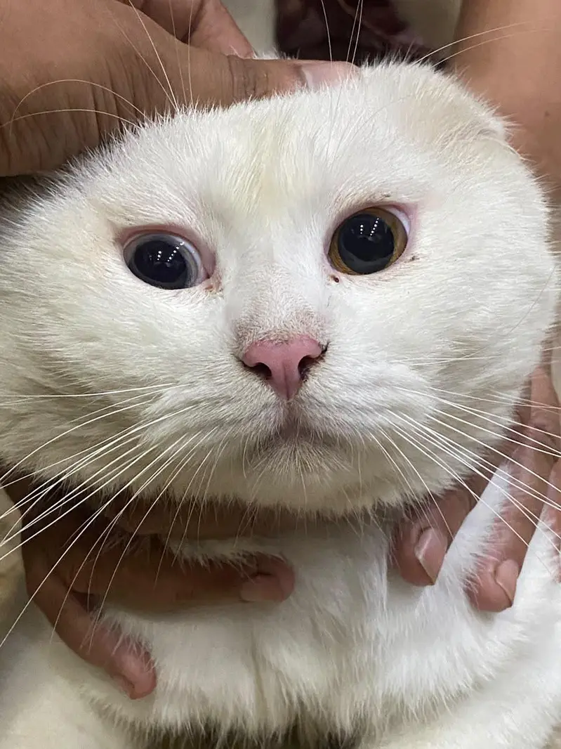 double coated double eye cat — photo 5