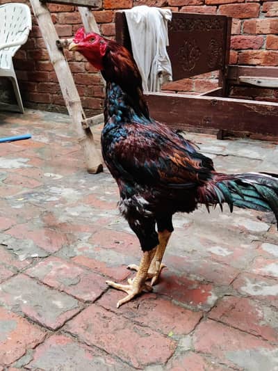 turkish hent male or 6 months pair full black pathi patha 0317 4918850