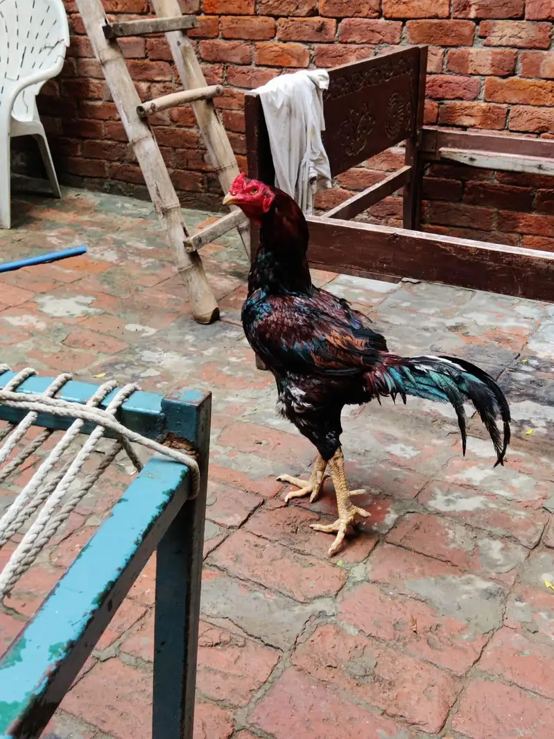 turkish hent male or 6 months pair full black pathi patha 0317 4918850 — photo 2
