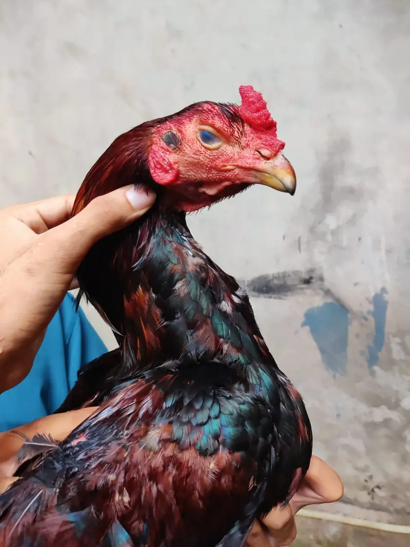turkish hent male or 6 months pair full black pathi patha 0317 4918850 — photo 4
