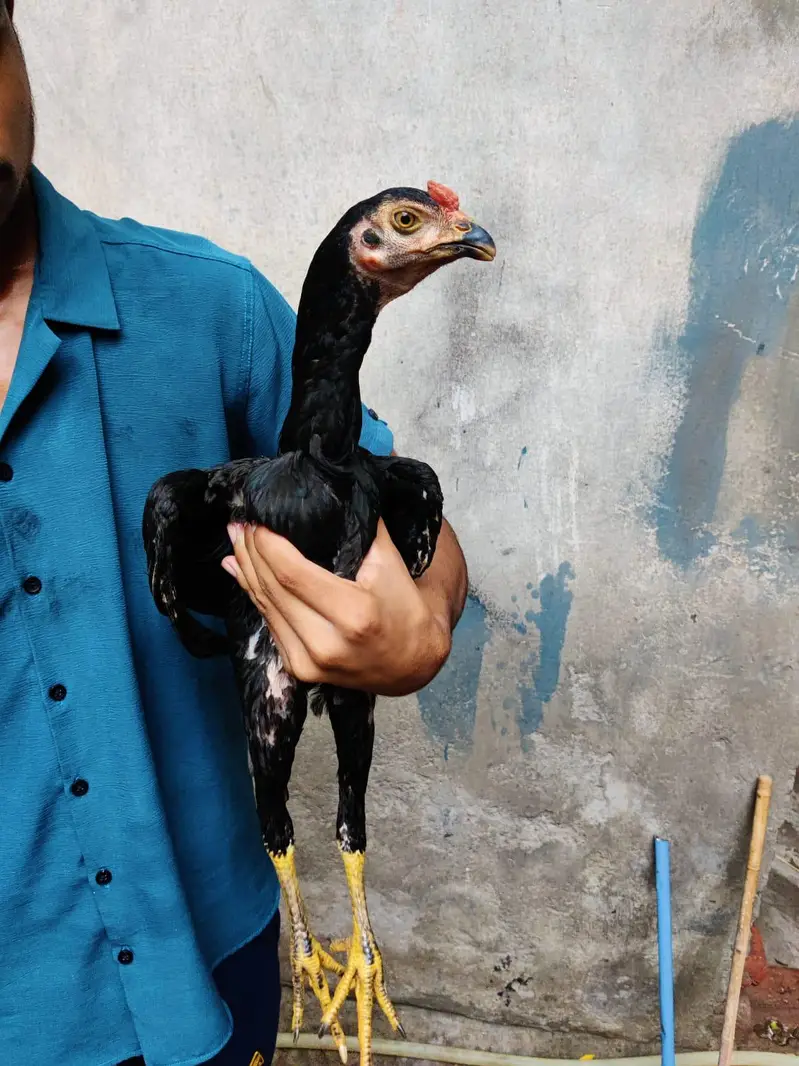 turkish hent male or 6 months pair full black pathi patha 0317 4918850 — photo 5