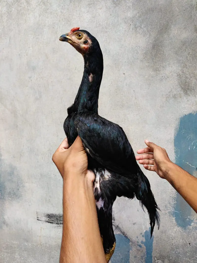turkish hent male or 6 months pair full black pathi patha 0317 4918850 — photo 6