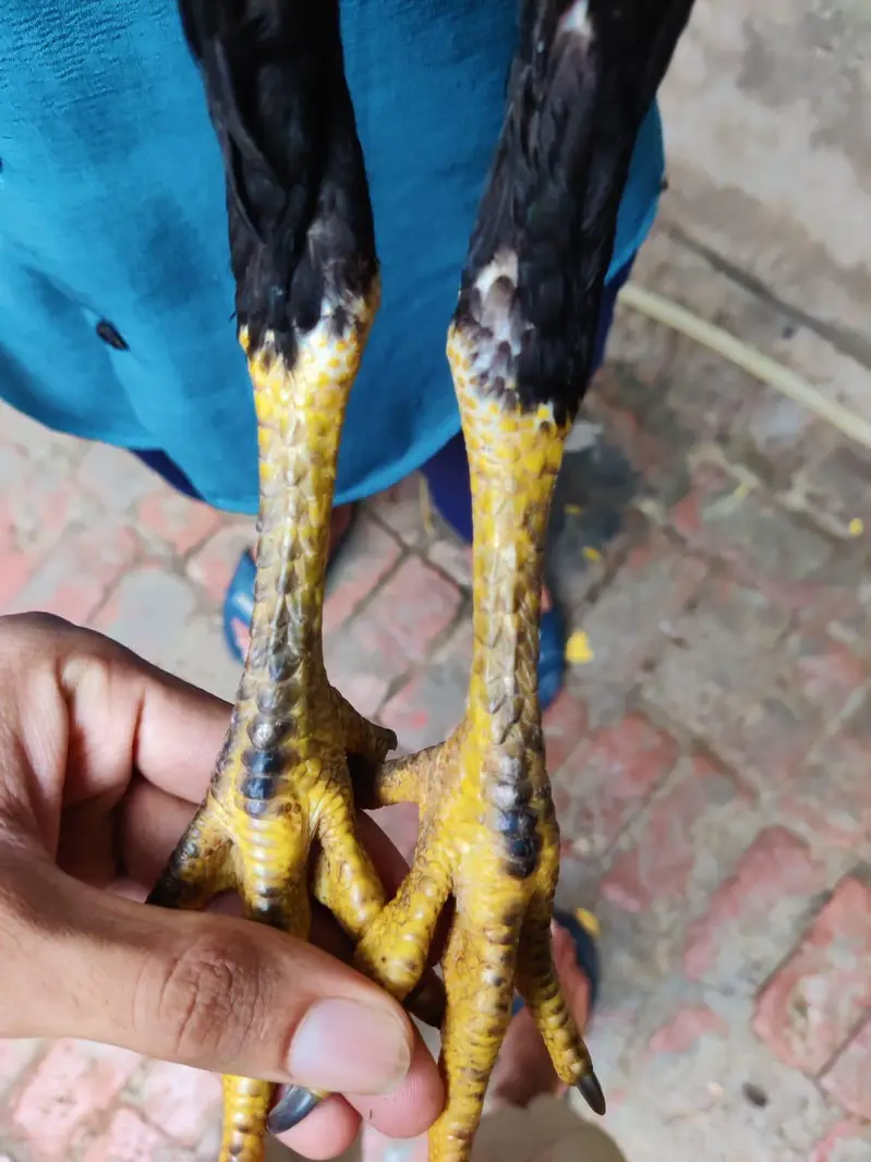turkish hent male or 6 months pair full black pathi patha 0317 4918850 — photo 7