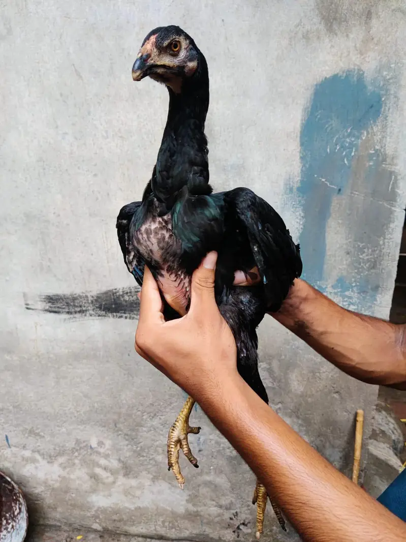 turkish hent male or 6 months pair full black pathi patha 0317 4918850 — photo 8