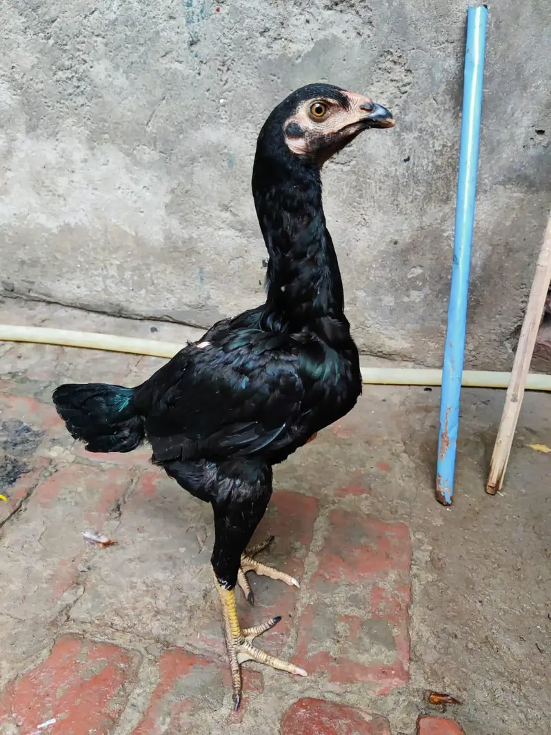 turkish hent male or 6 months pair full black pathi patha 0317 4918850 — photo 9