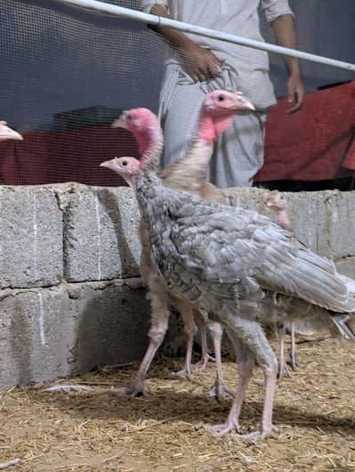 Turkey birds pair for sale healthy active