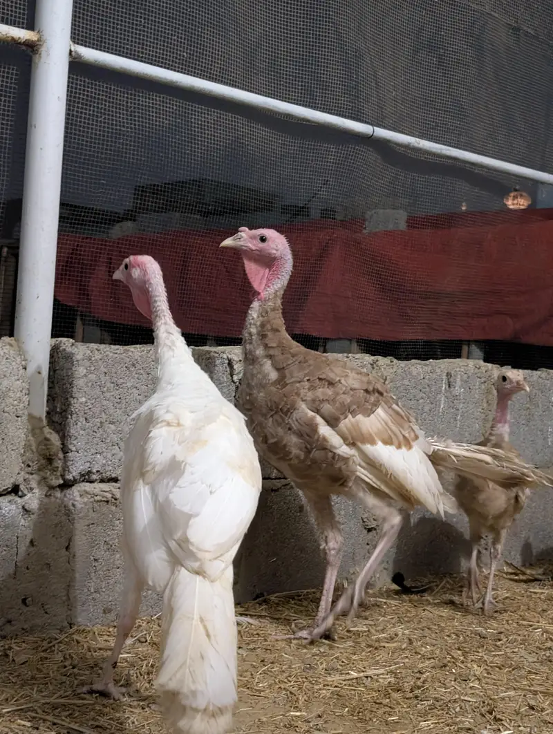 Turkey birds pair for sale healthy active — photo 2