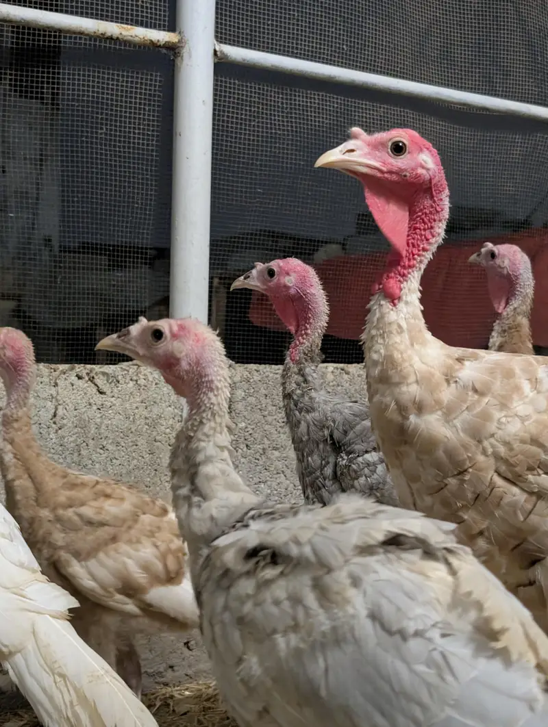 Turkey birds pair for sale healthy active — photo 3