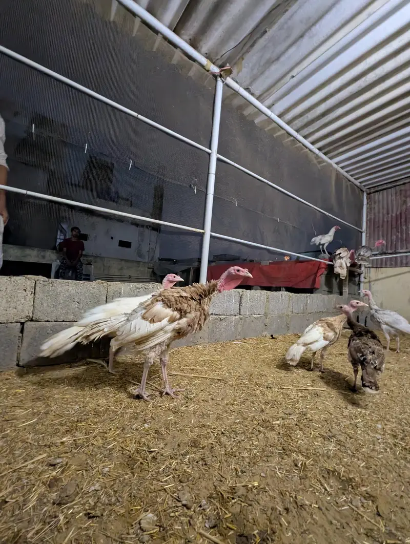 Turkey birds pair for sale healthy active — photo 4