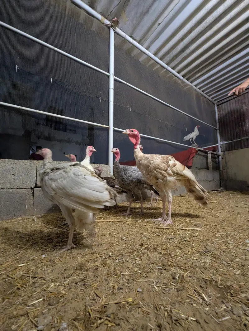 Turkey birds pair for sale healthy active — photo 5