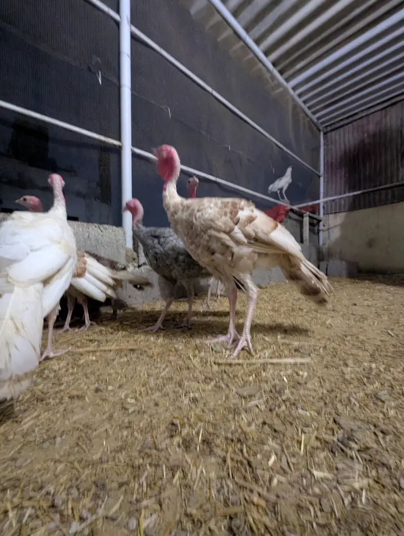 Turkey birds pair for sale healthy active — photo 6