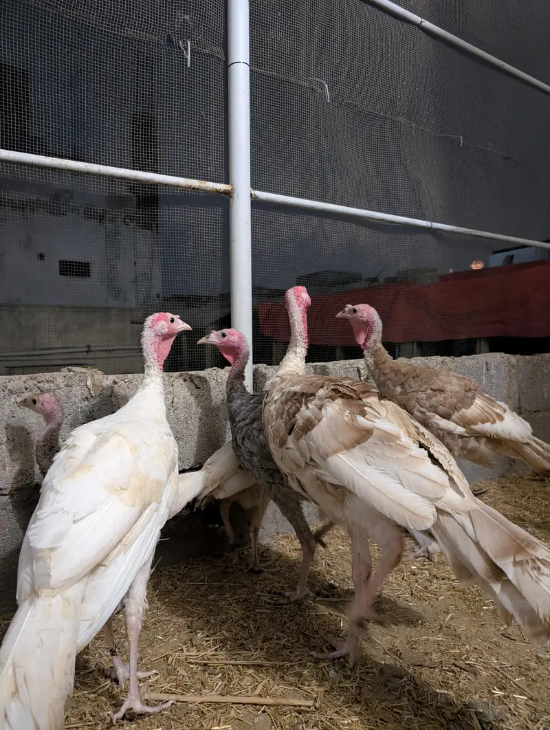 Turkey birds pair for sale healthy active — photo 7