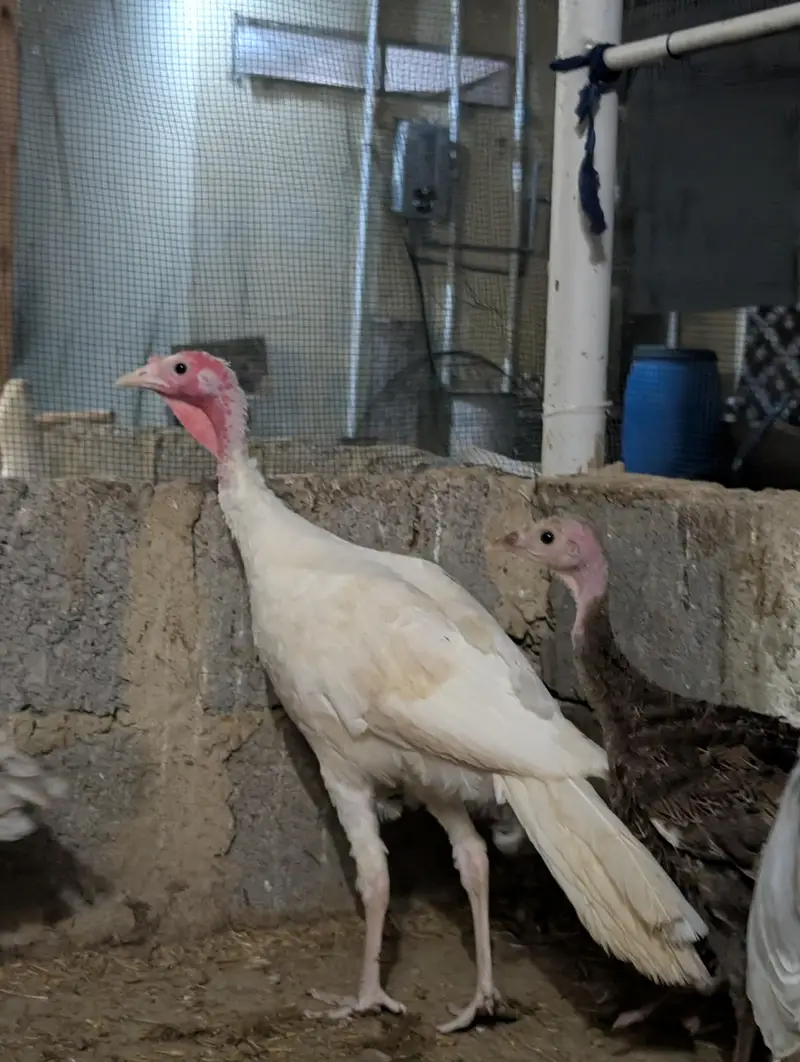 Turkey birds pair for sale healthy active — photo 8