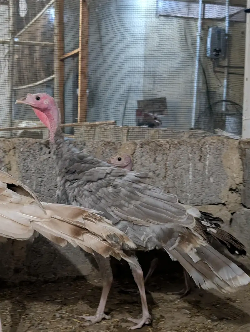 Turkey birds pair for sale healthy active — photo 9