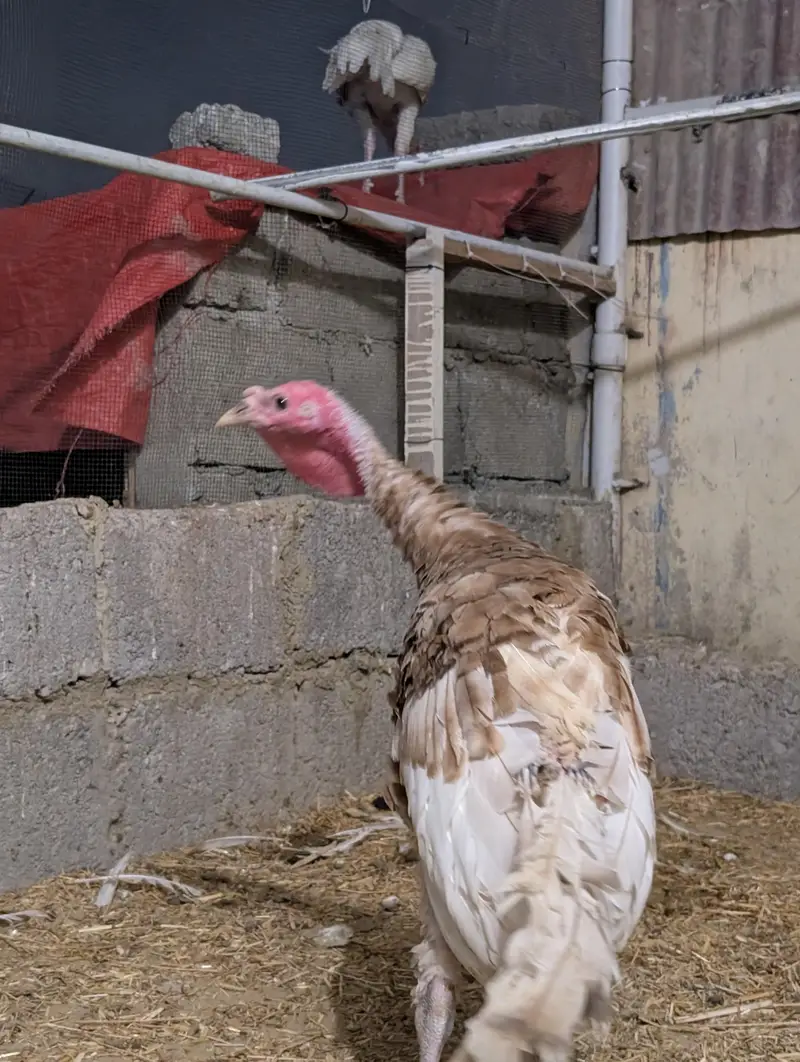 Turkey birds pair for sale healthy active — photo 10