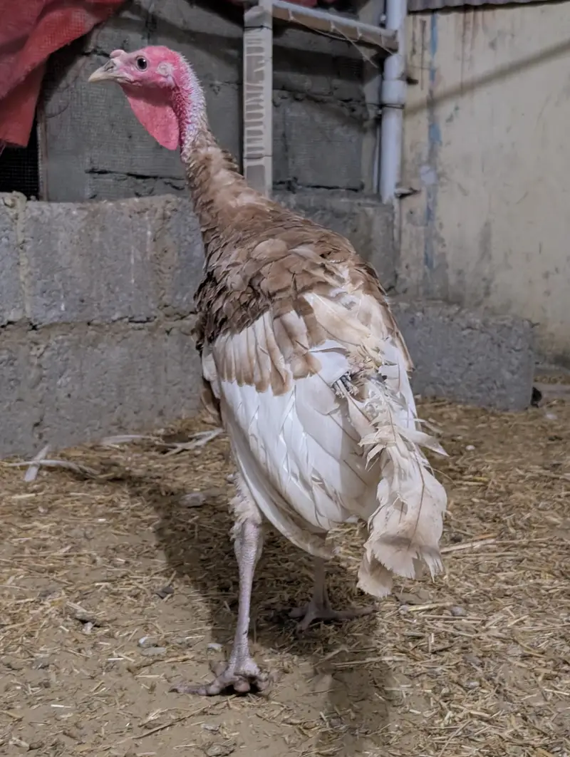 Turkey birds pair for sale healthy active — photo 11