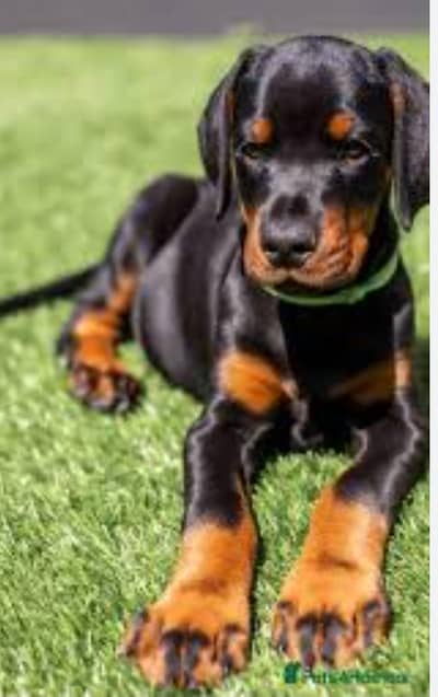 padigree Doberman male Puppies _Imported puppy | Doberman Dog