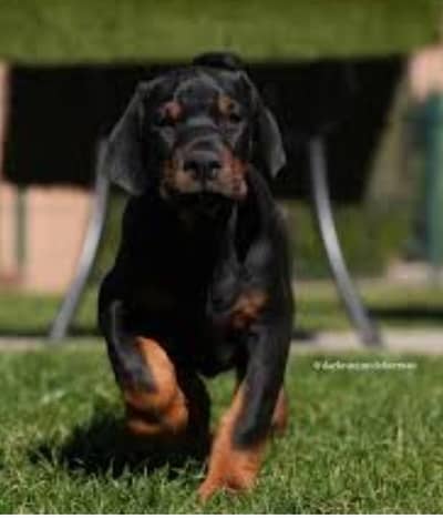 European Doberman Female Puppies _Imported puppy | Doberman Dog