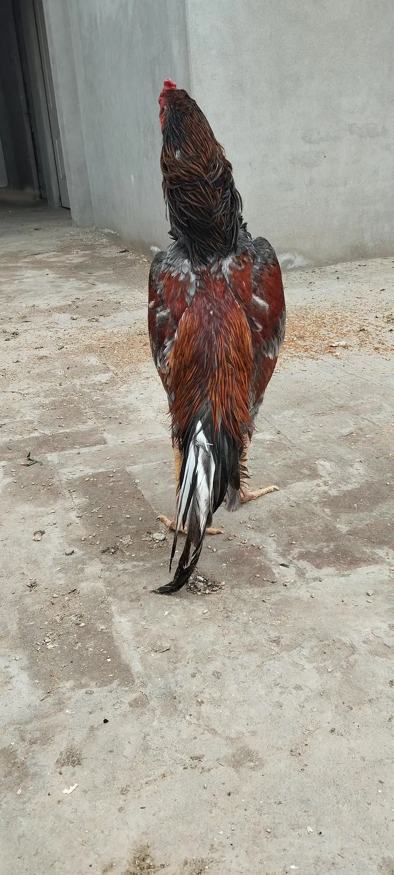 Aseel O shamoo Male , Aseel O Garman shamoo, Aseel shamoo,Aseel salata — photo 4