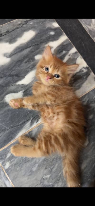 Kitten available for sale
