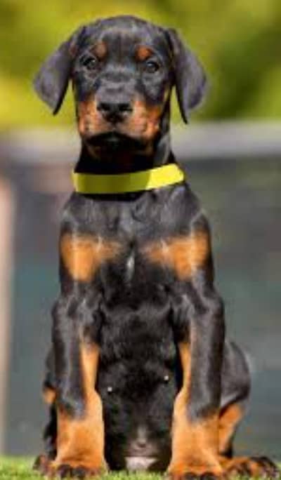 padigree Doberman male Puppies _Imported puppy | Doberman Dog