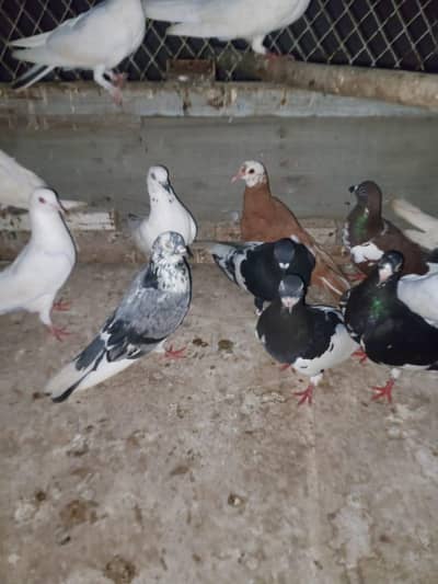 piogens