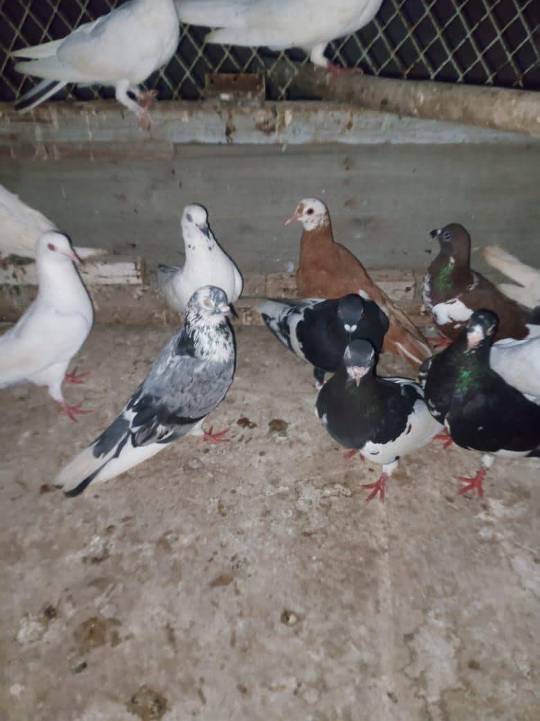 piogens 0