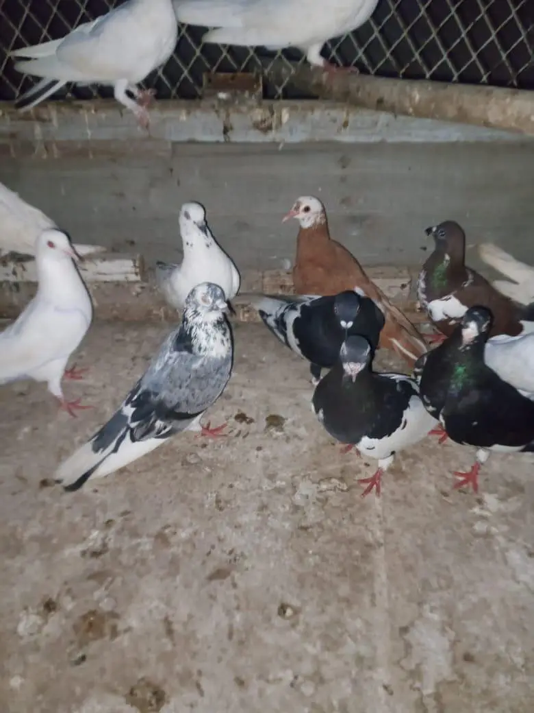 piogens