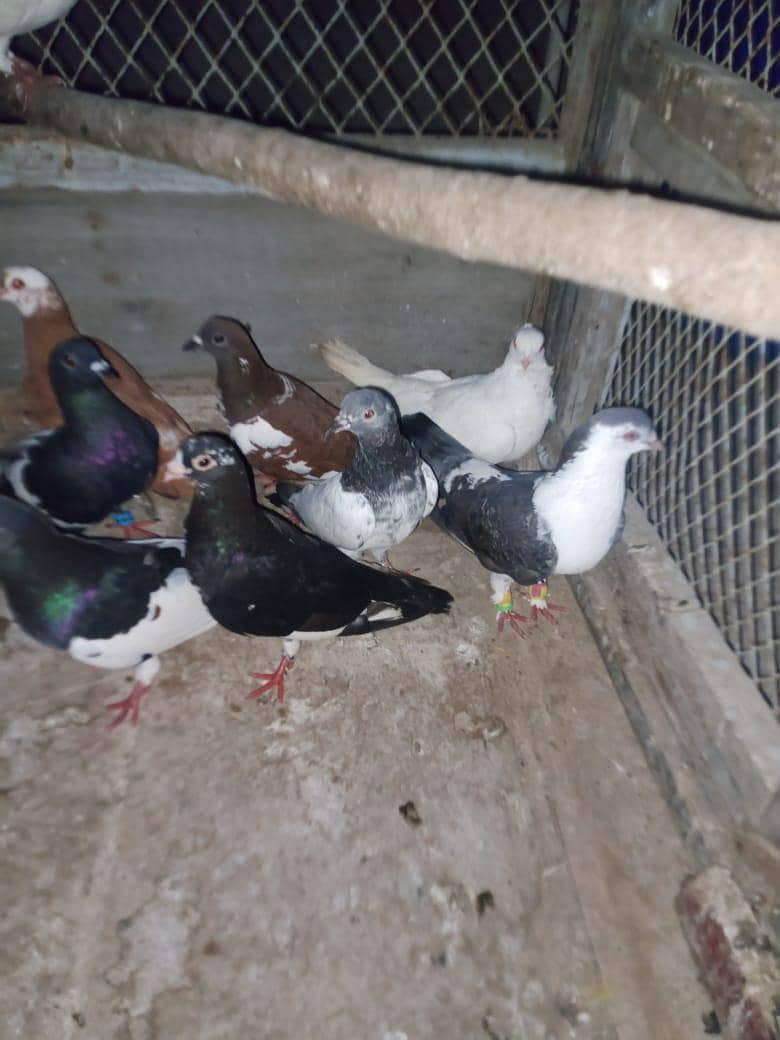 piogens 1