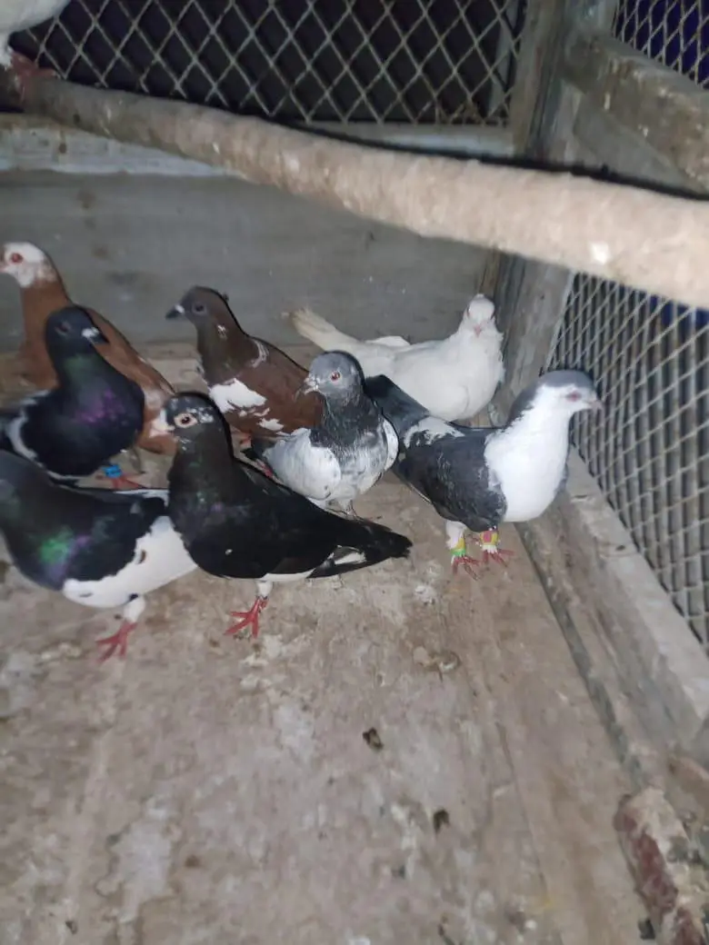 piogens — photo 2