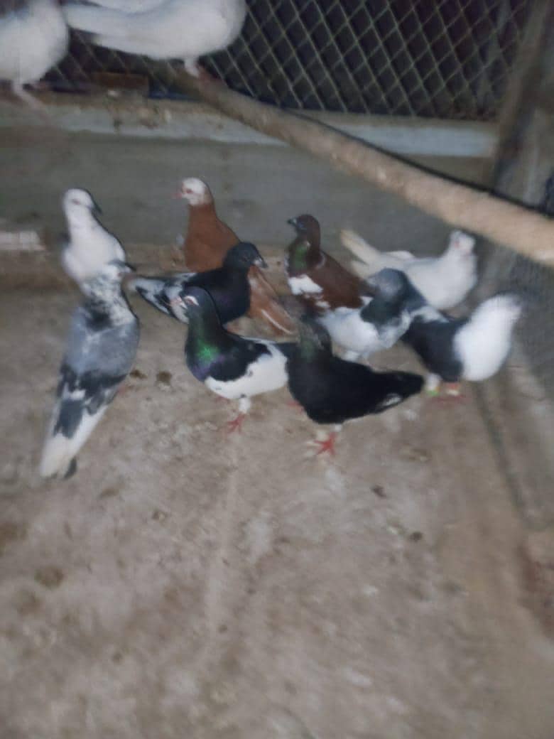 piogens 2