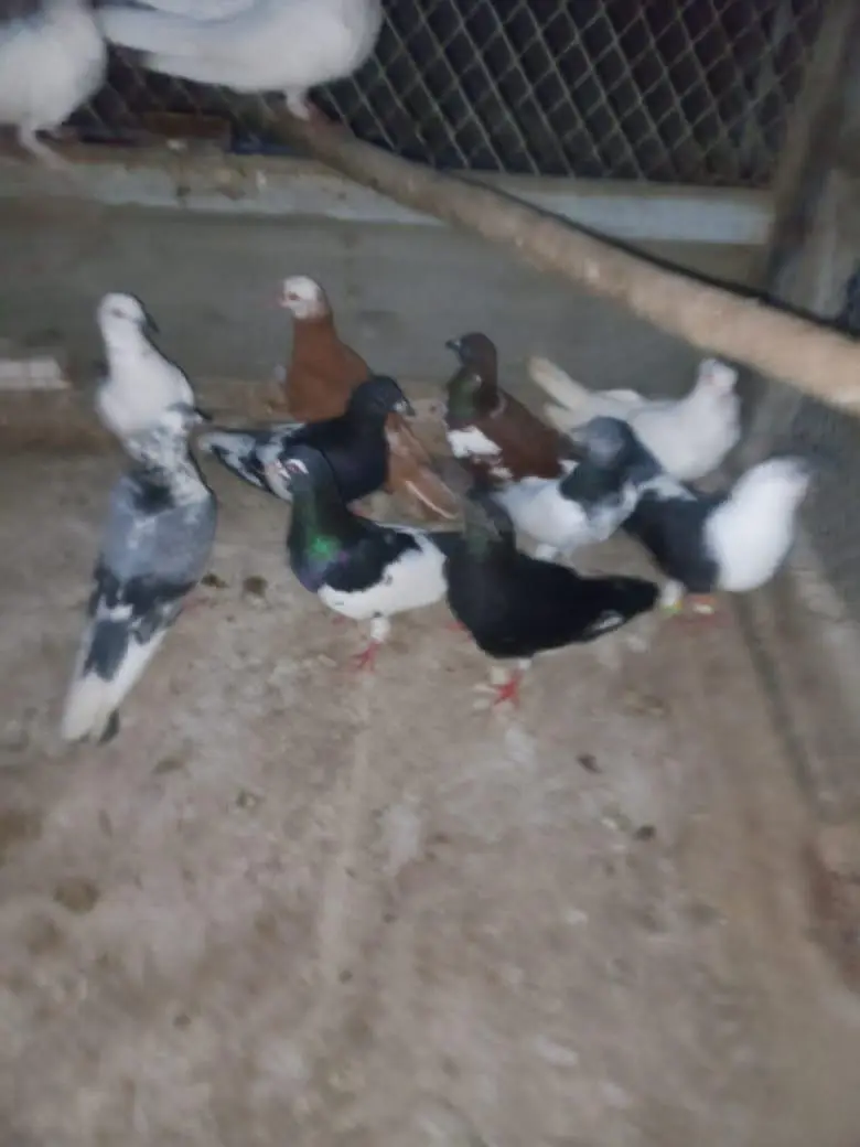 piogens — photo 3