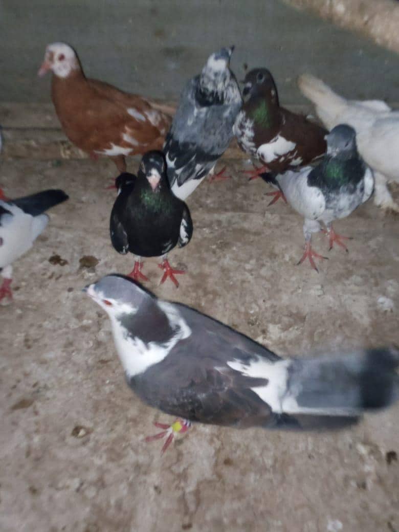 piogens 4