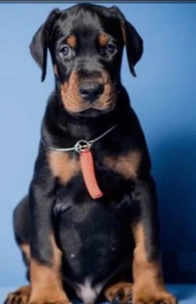 padigree Doberman male Puppies _Imported puppy | Doberman Dog