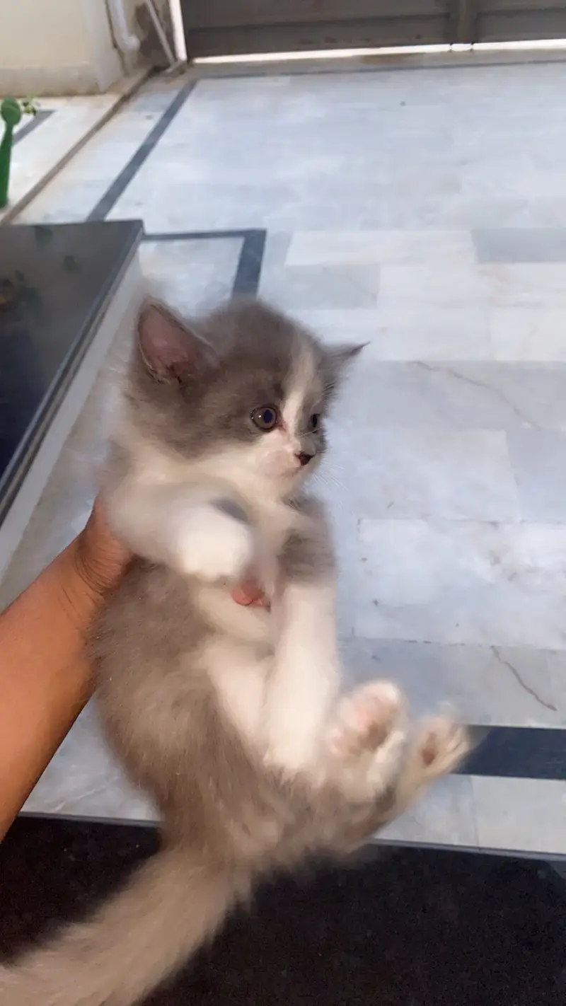 Triple cotted Persian kittens — photo 3
