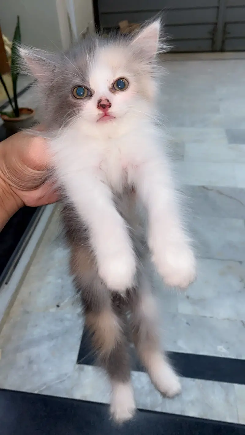 Triple cotted Persian kittens — photo 4