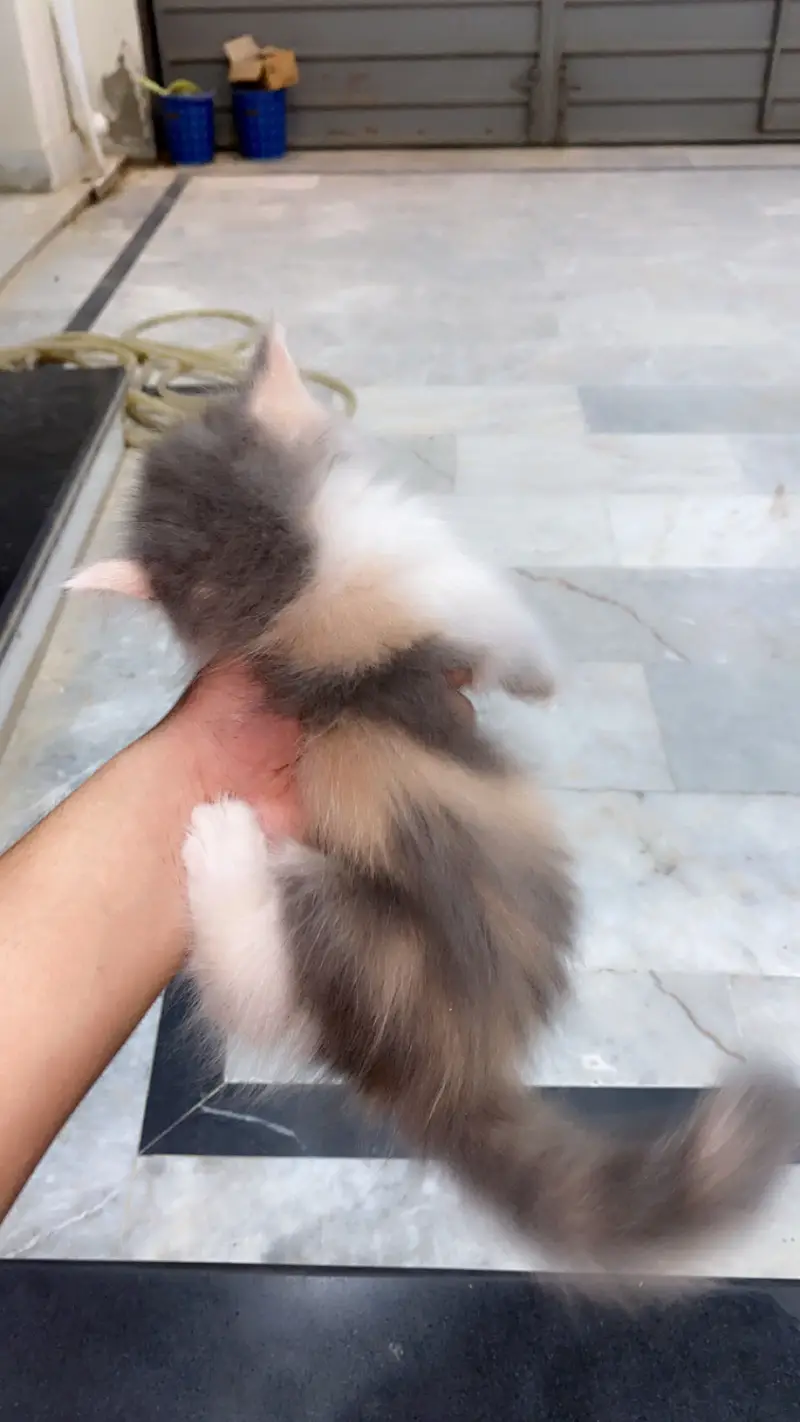 Triple cotted Persian kittens — photo 5