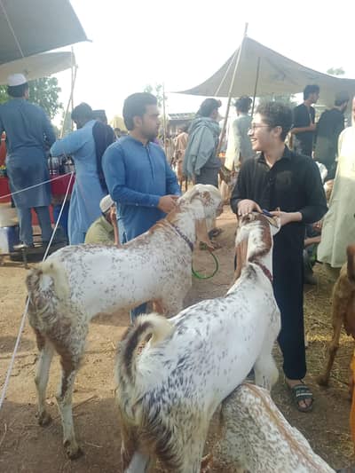 bakra foe sale