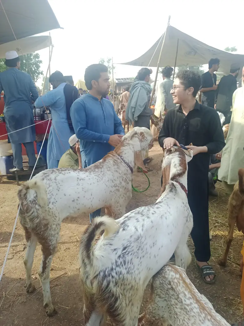 bakra foe sale